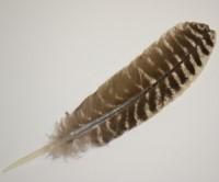 Turkey feather